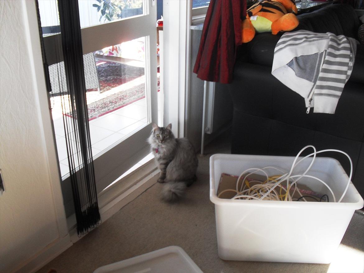 Landejendom 3 - Mille vores lille norske skovkat har hjulpet til med ledninger.. billede 14