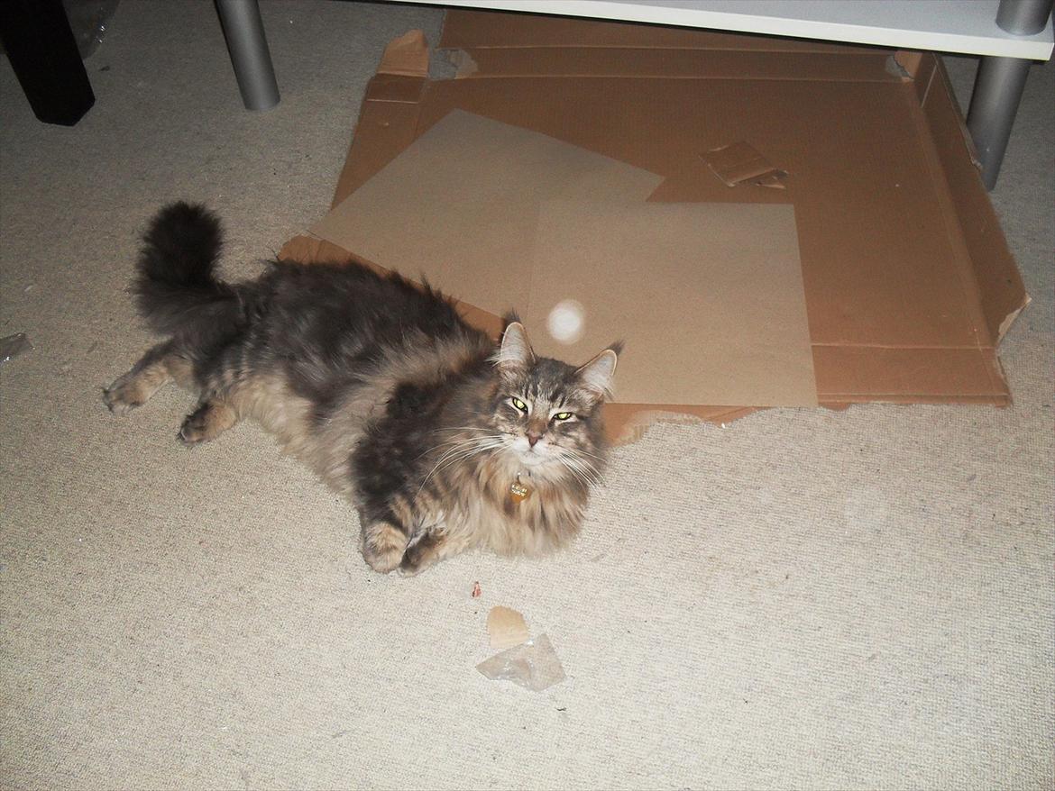 Landejendom 3 - Tarzan vores store main coon har hjulpet til med papkasserne billede 15