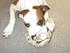 Vores hund