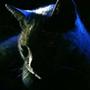 BluezCat *