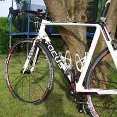 Focus Focus Cayo pro