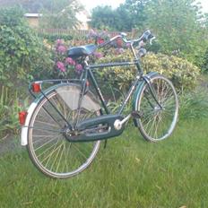 Panther Pointer Classica