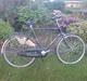 Panther Pointer Classica