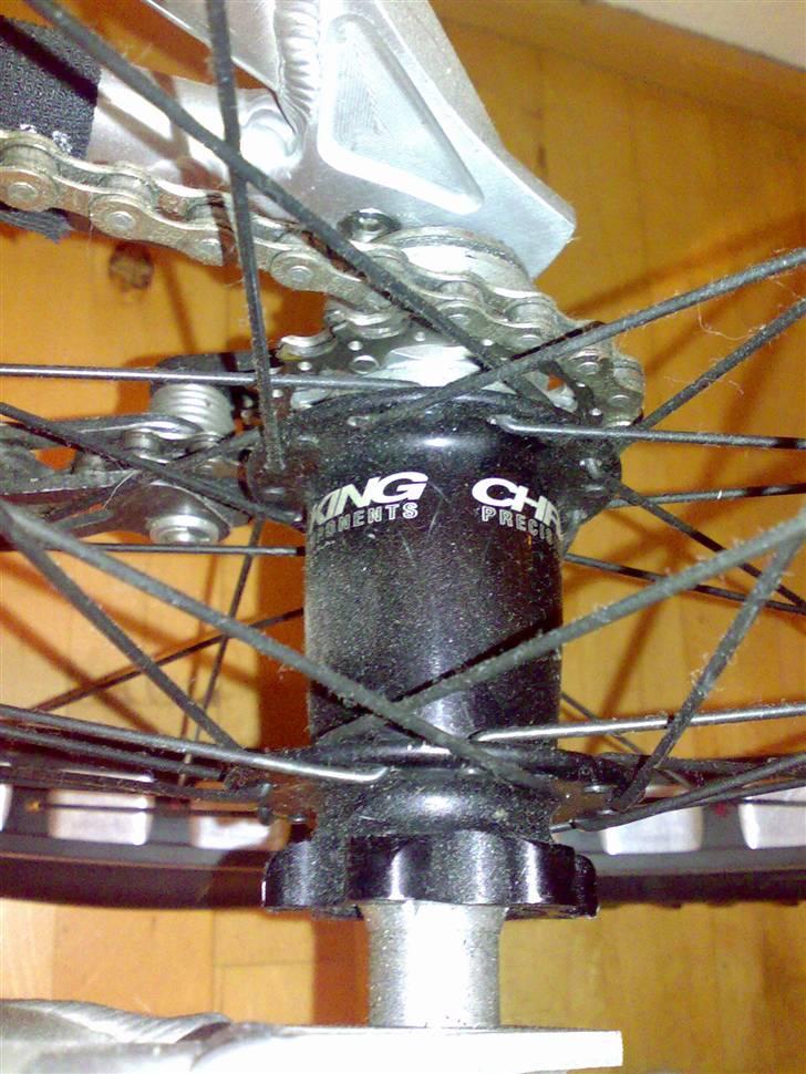 Echo pitbull billede 4