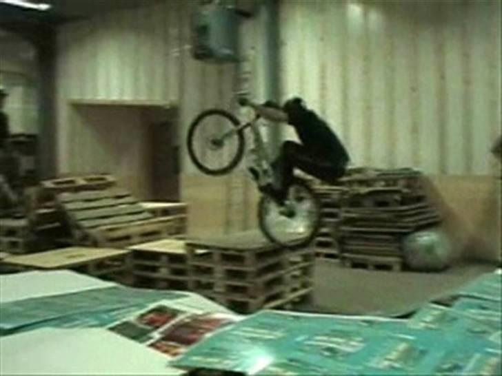 Echo pitbull billede 7