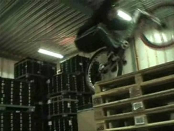 Echo pitbull billede 8