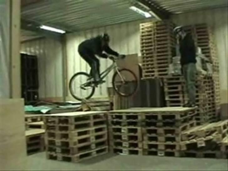 Echo pitbull billede 9