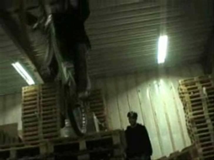 Echo pitbull billede 10