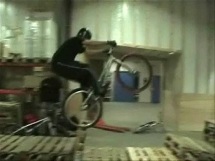 Echo pitbull billede 11