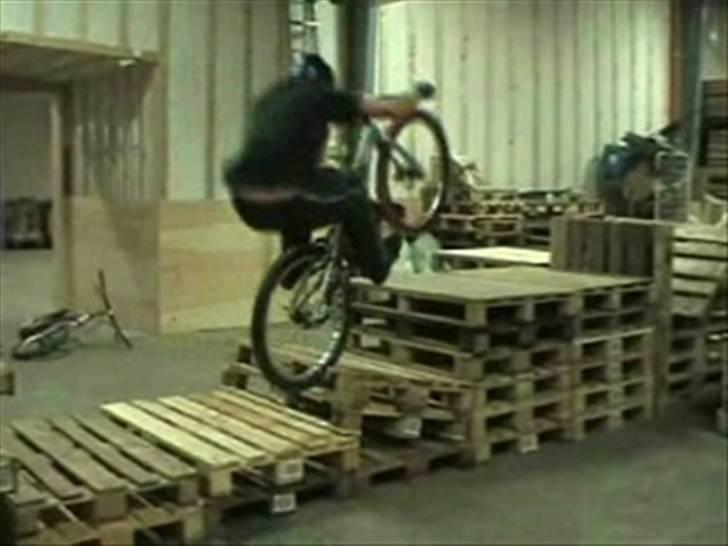 Echo pitbull billede 12