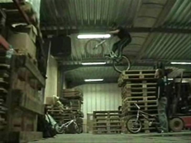 Echo pitbull billede 13