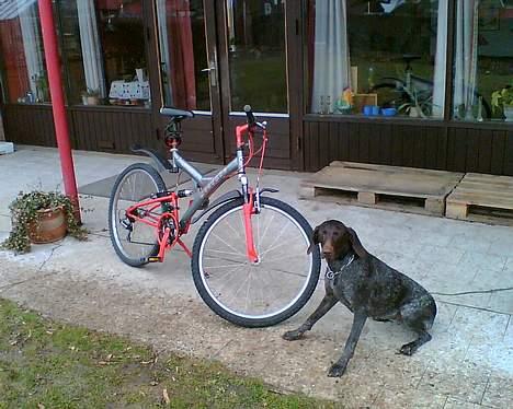 Mustang Nitro 2 MTB billede 5