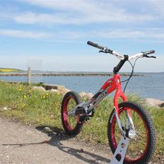 Monty Kamel 221 - SOLGT