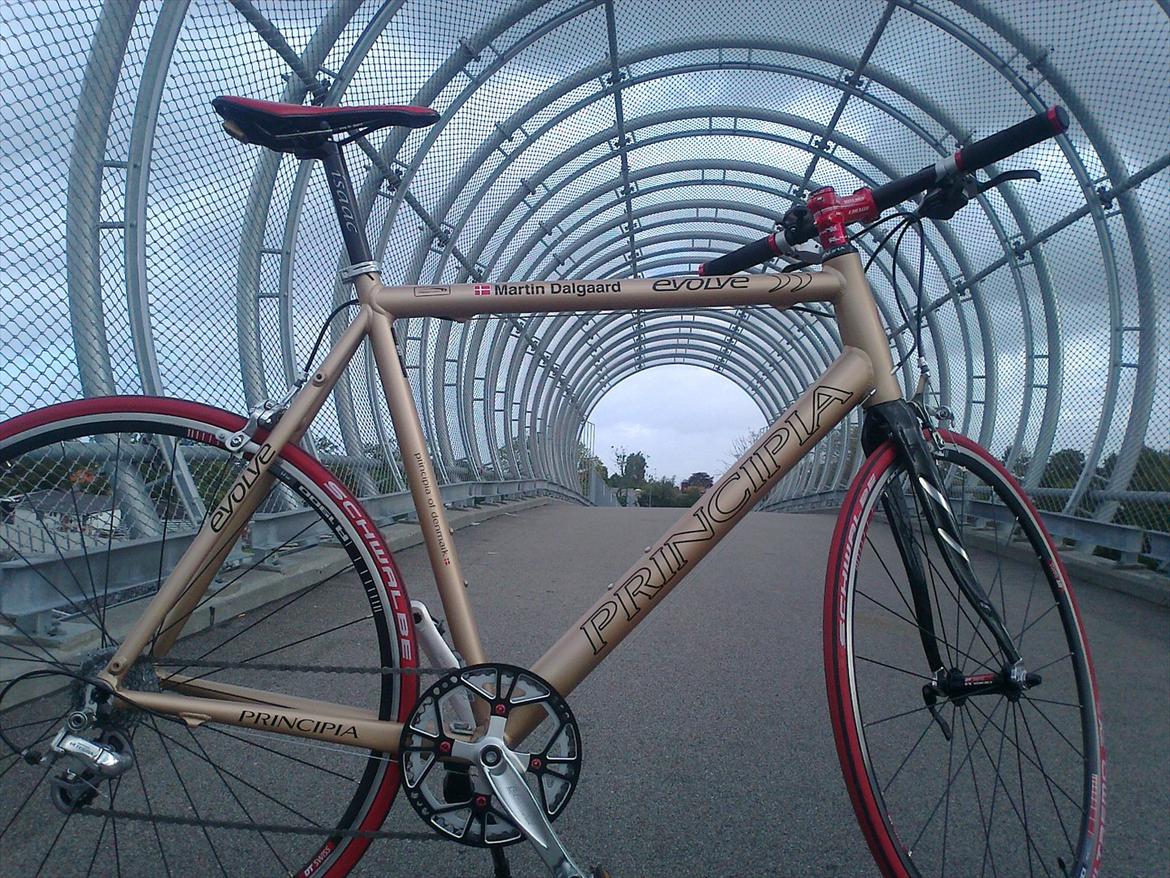 Principia Evolve Disk Gold billede 15