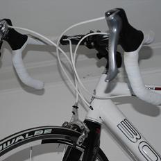Boreas eos  sx