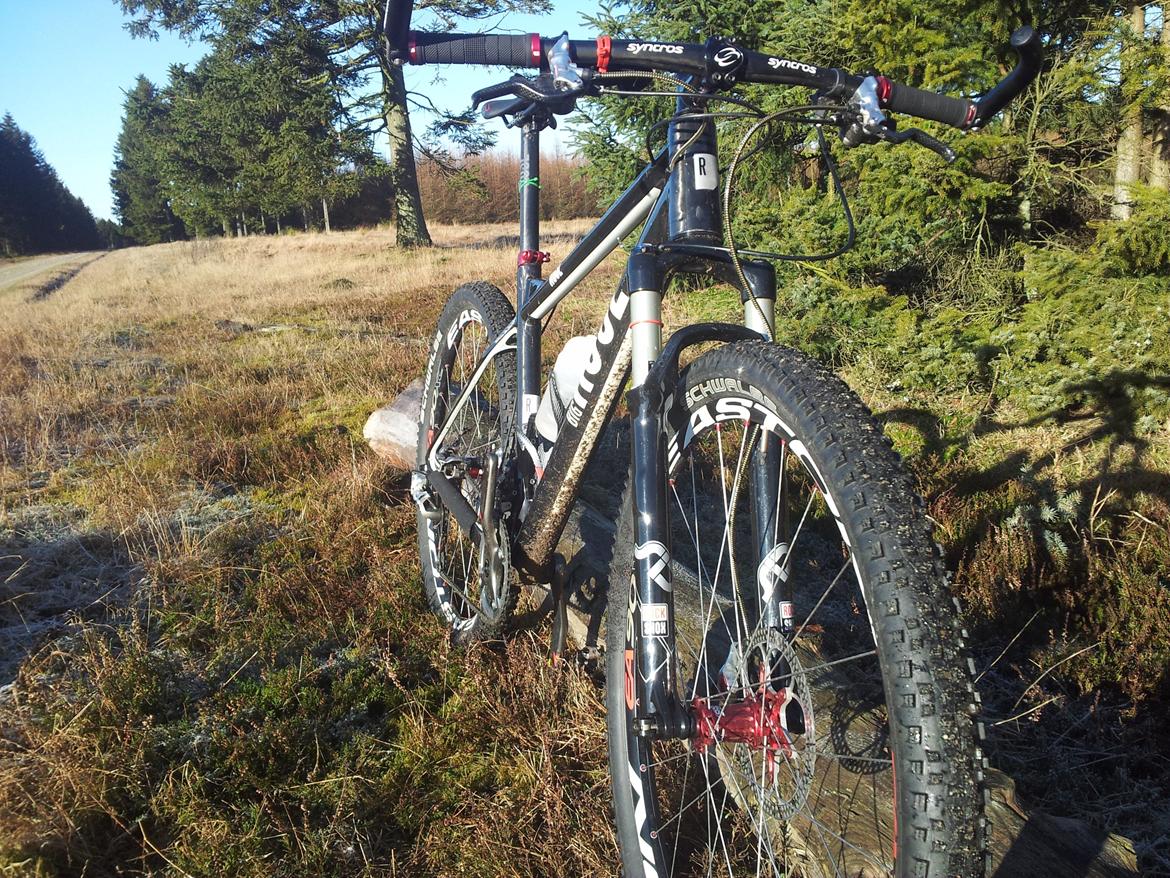 Rose Mr. Big billede 3