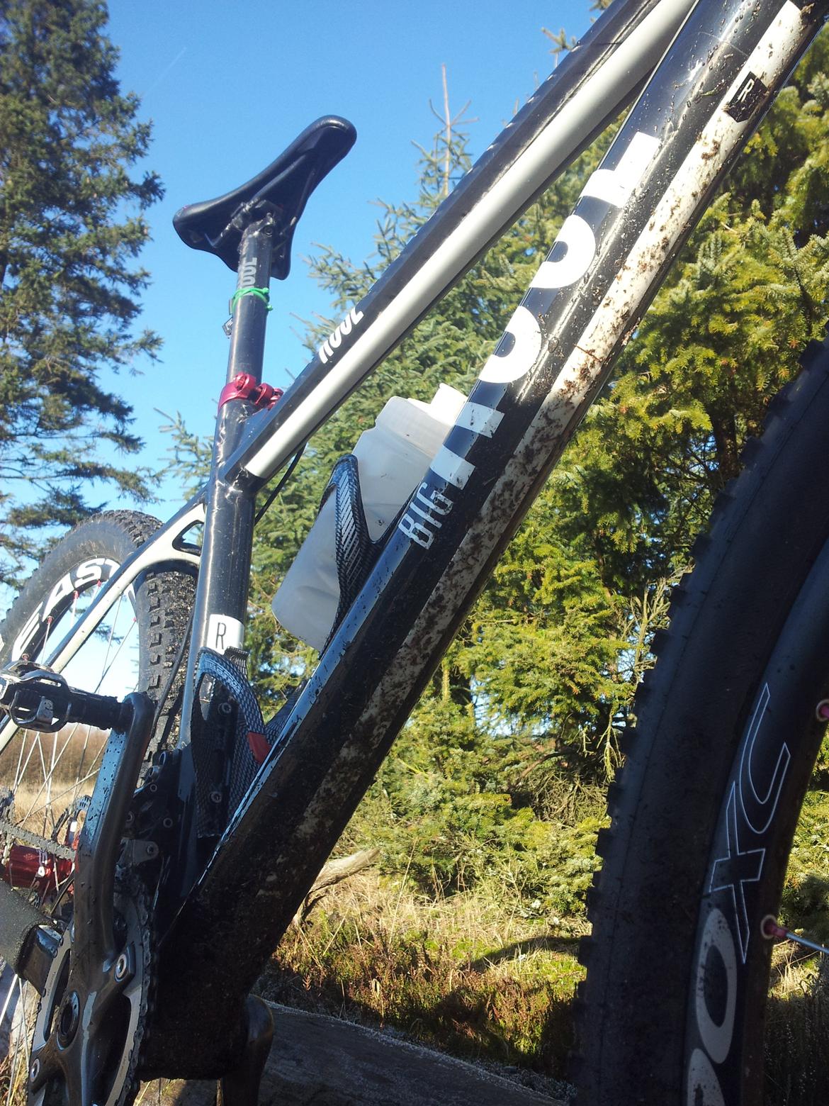 Rose Mr. Big billede 4