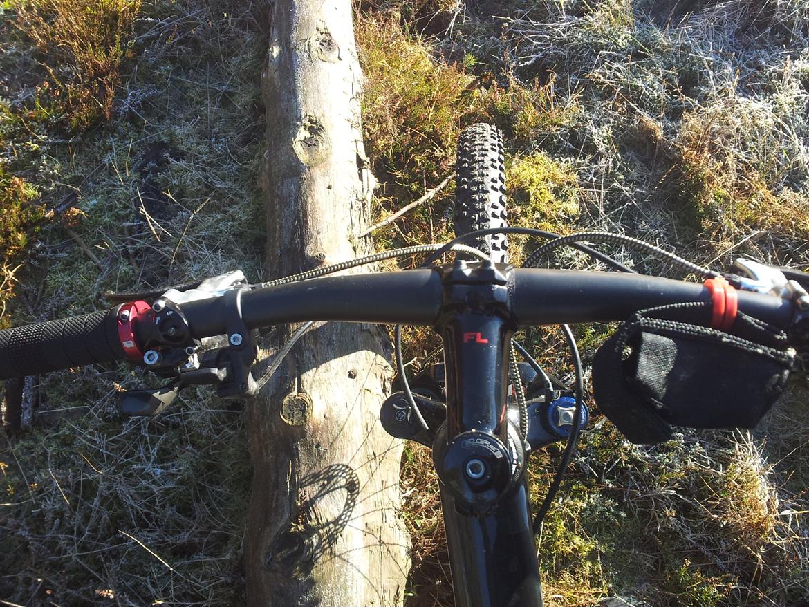 Rose Mr. Big billede 5