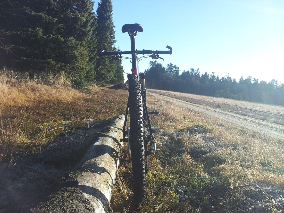 Rose Mr. Big billede 6