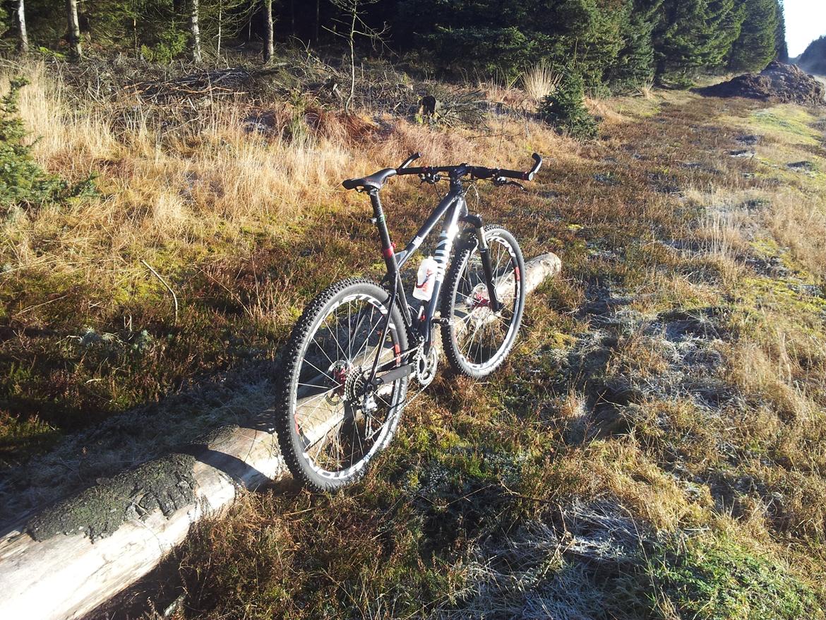 Rose Mr. Big billede 7