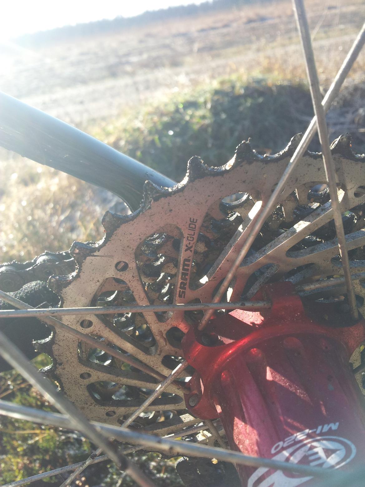 Rose Mr. Big billede 8