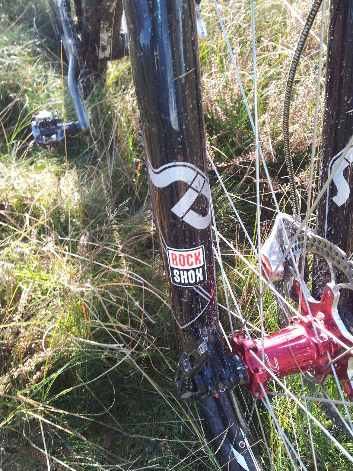 Rose Mr. Big billede 14