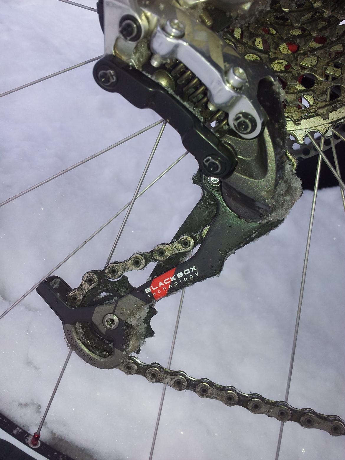 Rose Mr. Big billede 16