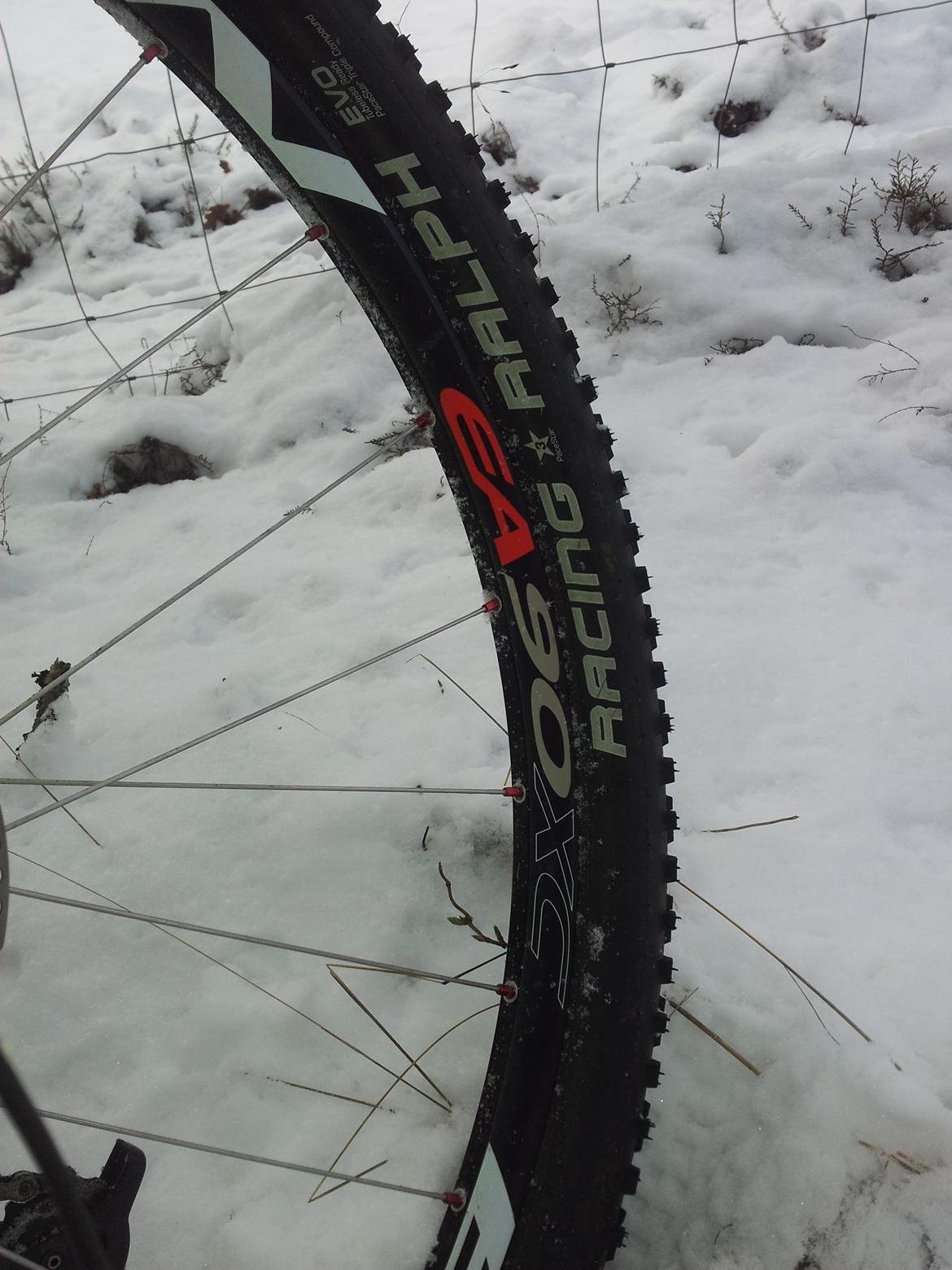 Rose Mr. Big billede 17