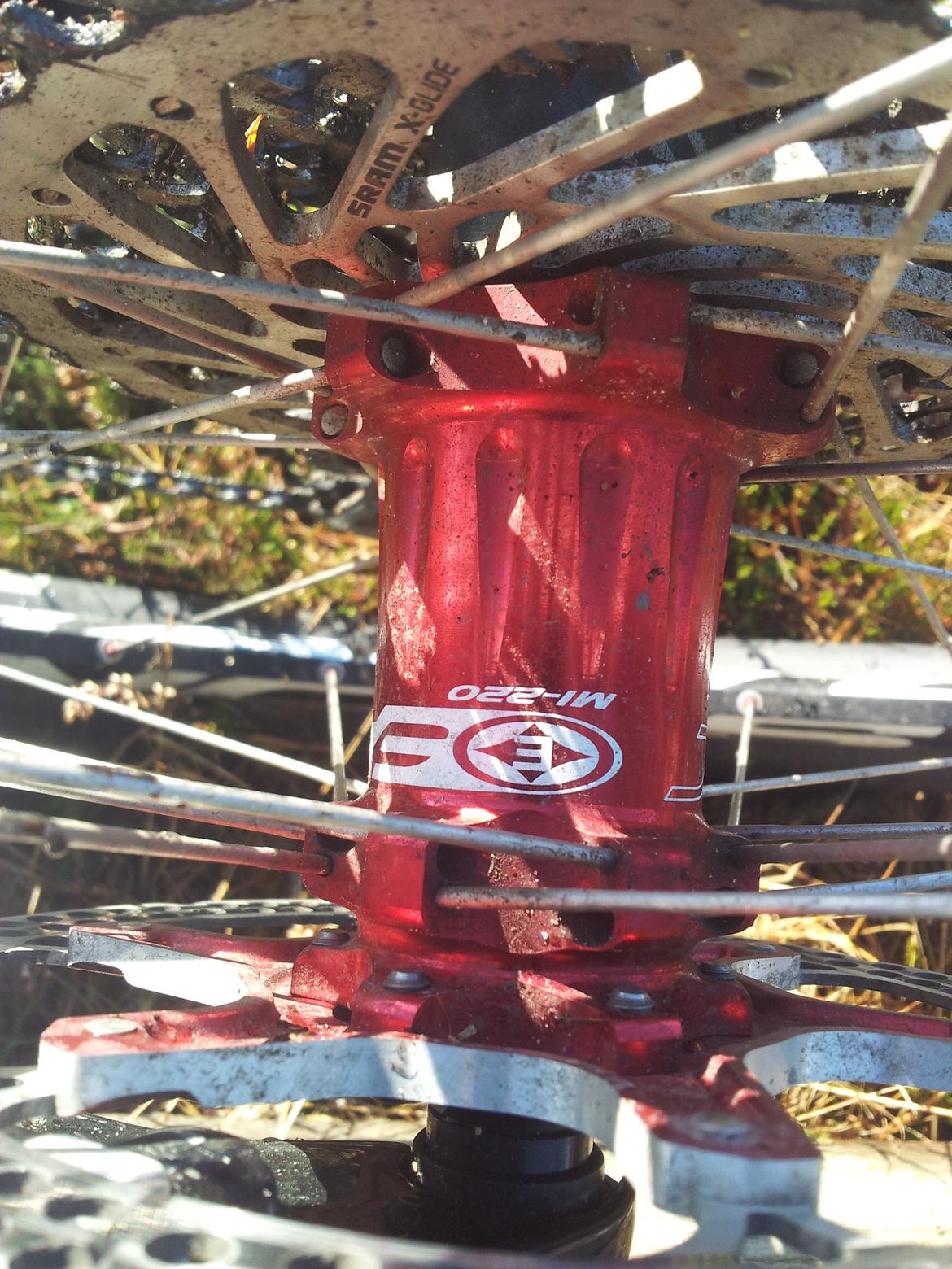 Rose Mr. Big billede 18