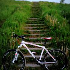 Focus Black Forest Limited 1.0 SOLGT