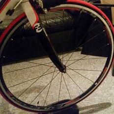 Focus Cayo Tiagra LTD