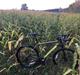 Cannondale Slate 105
