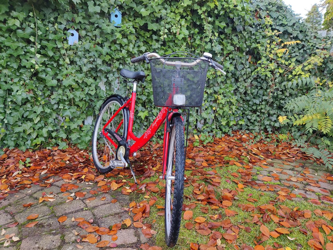 Mustang Angel - 2011 billede 4