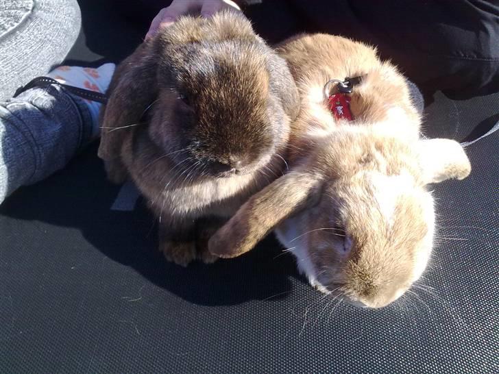 Små søde kaniner billede 1