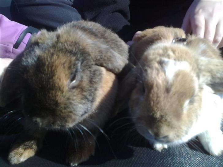 Små søde kaniner billede 2