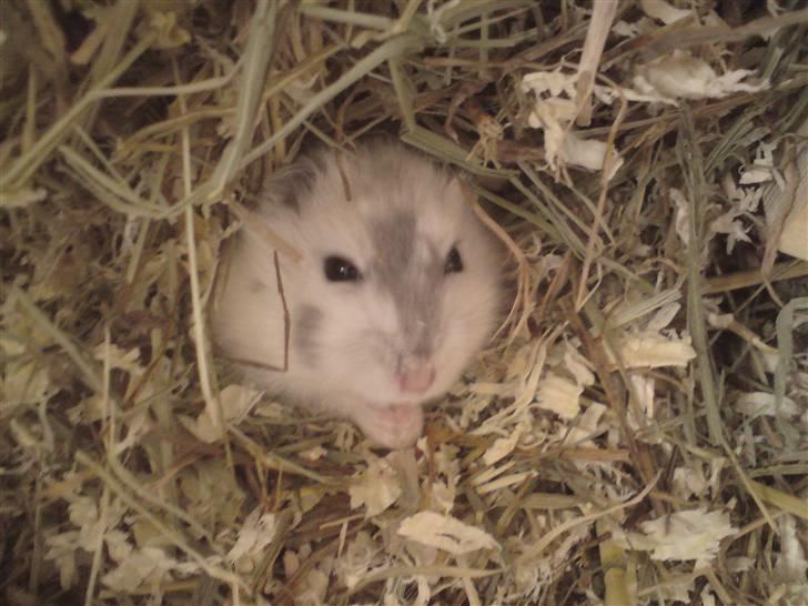 Mine Sibiriske DværgHamstre - Her er Chiqo som er moderen til de 6 fine unger :) billede 1