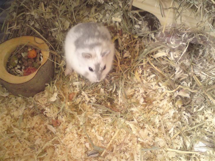 Mine Sibiriske DværgHamstre - Chiqo - Moderen. billede 2