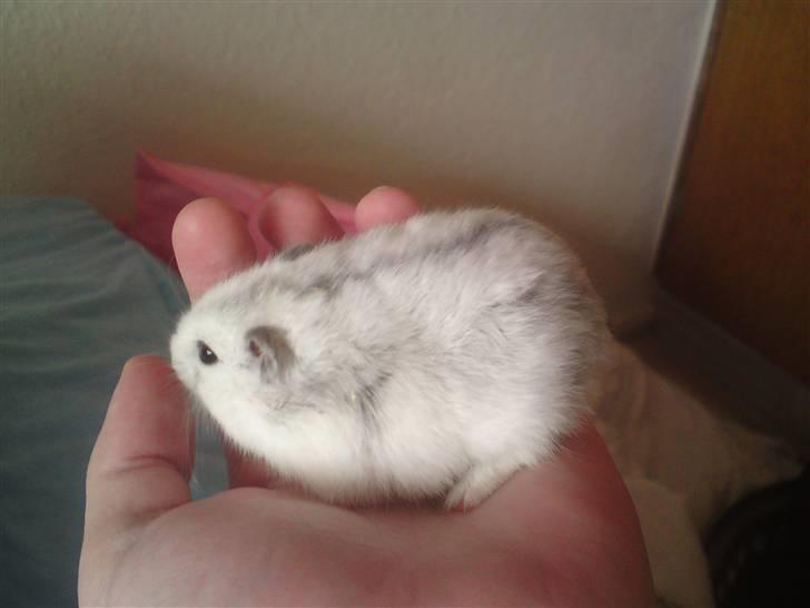 Mine Sibiriske DværgHamstre - Faren til de 6 små fine unger :) - Ved ikke lige hvad han hedder endnu. billede 3