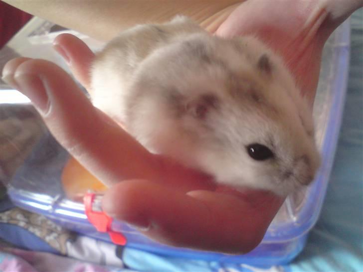 Mine Sibiriske DværgHamstre - Faren igen :) billede 4