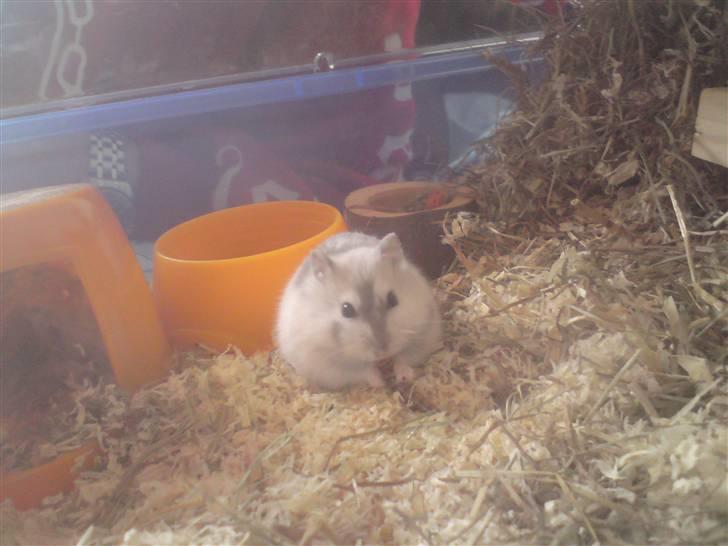 Mine Sibiriske DværgHamstre - Chiqo - Moderen billede 5