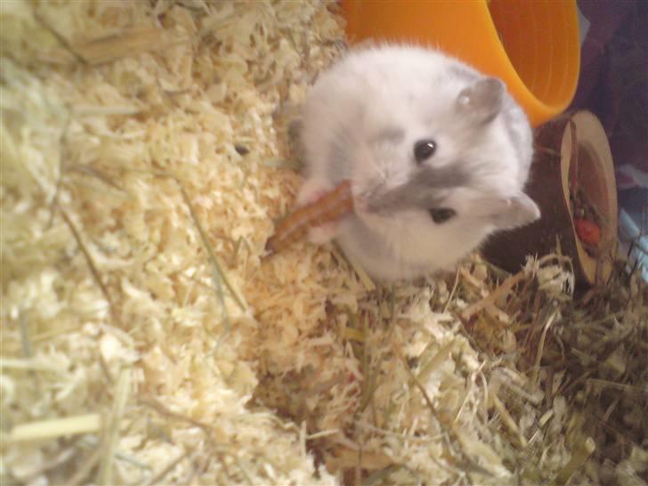 Mine Sibiriske DværgHamstre - Chiqo - Moderen billede 6