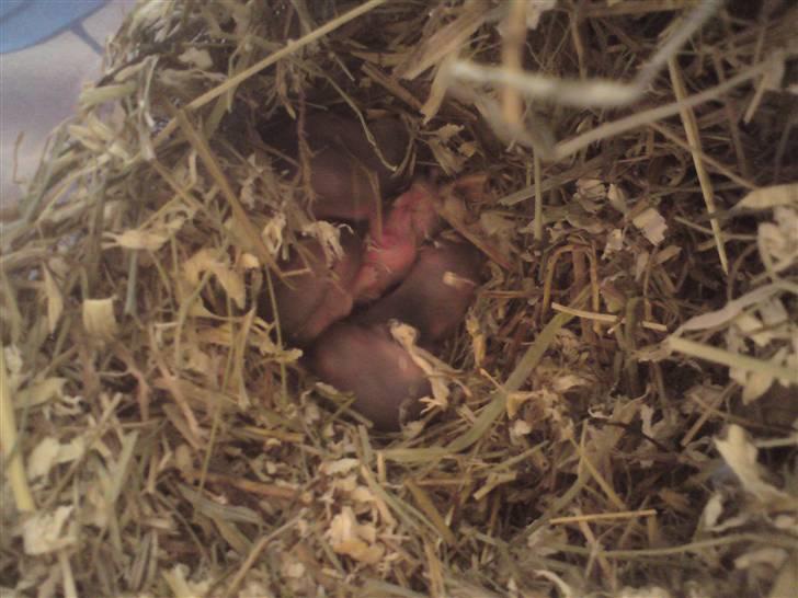 Mine Sibiriske DværgHamstre - Ungerne. billede 7