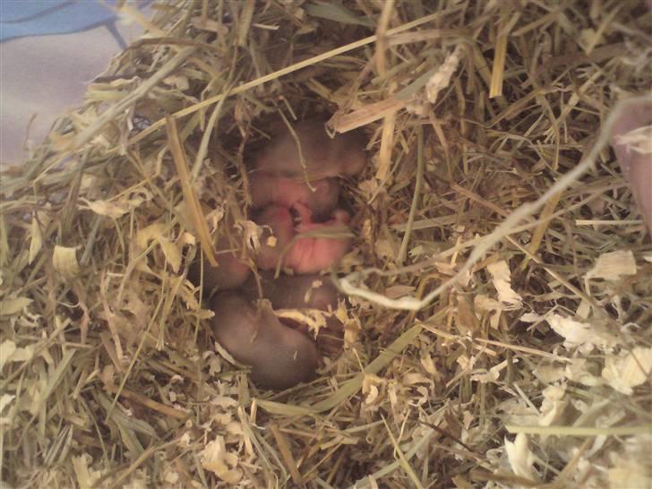 Mine Sibiriske DværgHamstre - Ungerne billede 8