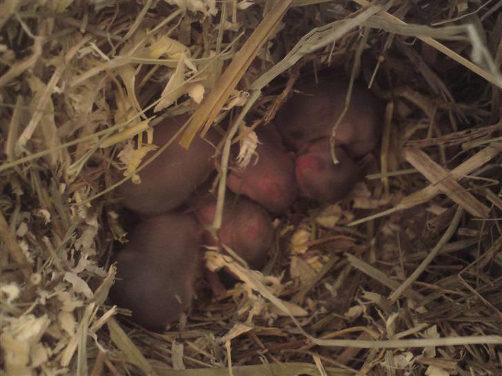 Mine Sibiriske DværgHamstre - Ungerne billede 9