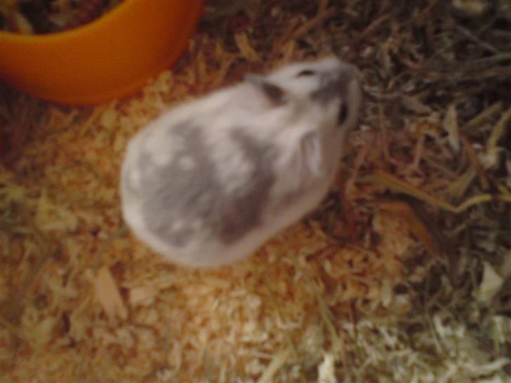 Mine Sibiriske DværgHamstre - Chiqo - Moderen billede 10