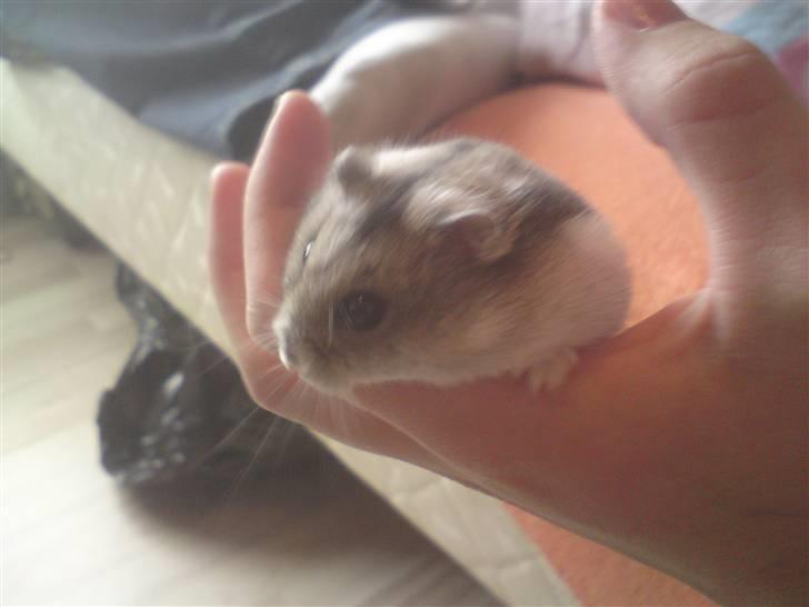 Mine Sibiriske DværgHamstre - Bella - Som jeg tror der venter unger :) billede 11