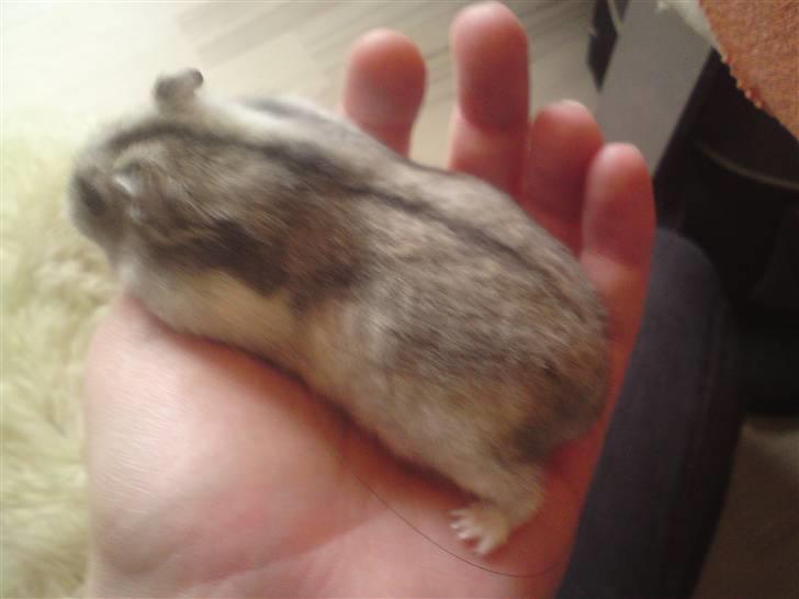 Mine Sibiriske DværgHamstre - Bella billede 12