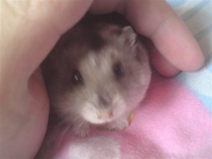 Mine Sibiriske DværgHamstre - Bella billede 13