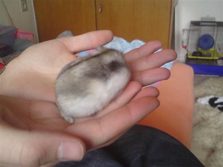 Mine Sibiriske DværgHamstre - Bella billede 14