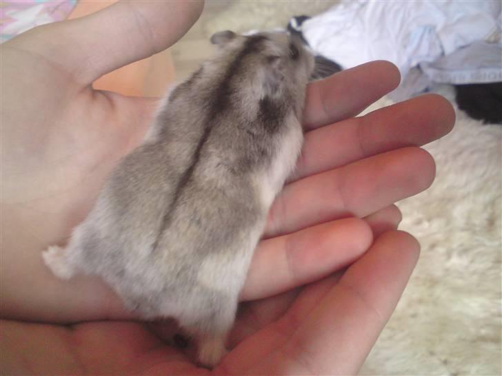 Mine Sibiriske DværgHamstre - Bella billede 15